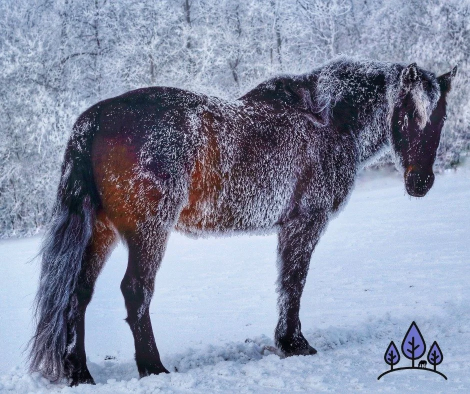December &amp; January are typically our busiest months... Why? 
Well, one of the main reasons is most of us now have no grass and are in for a long winter! ❄

Unlike in summer when many of us have horses grazing, it's usually time to feed hay (since