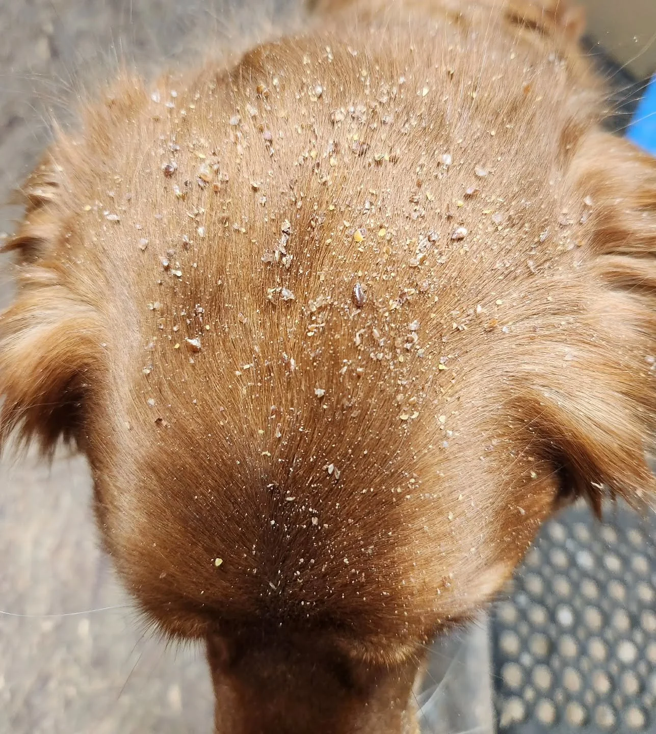 Who had their head in the proverbial cookie jar? Couldn't be Murphy! 😂😂

I never have to worry about spills with him around! Your dogs can sure have it in their diet too! I rotate between fish oil &amp; flax for omegas for him - he has such a nice 