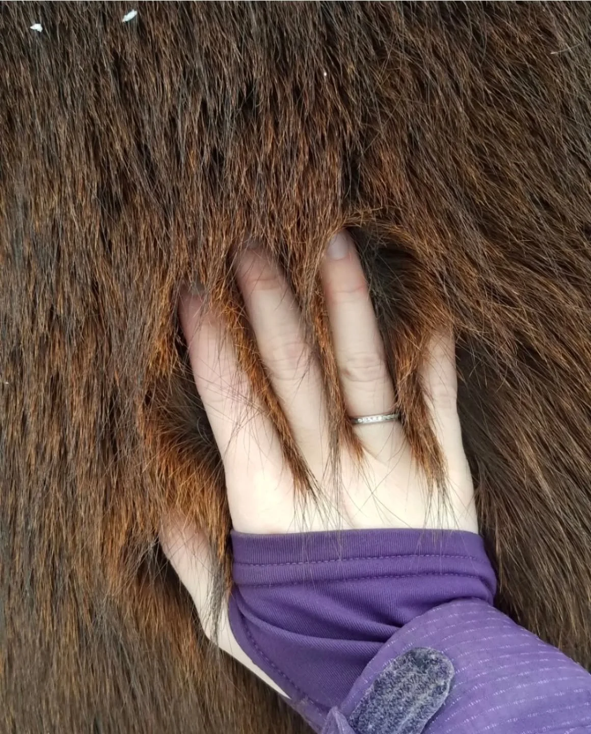 I'll always miss Alex's fuzzy winter coat 🥹💙

Fatty acids (especially Omega-3s) ➡️ healthy skin &amp; coat ➡️ improved quality of hair follicles 💙

Having a healthy coat is so important, especially in the winter with these temps 🥶 as your horse r