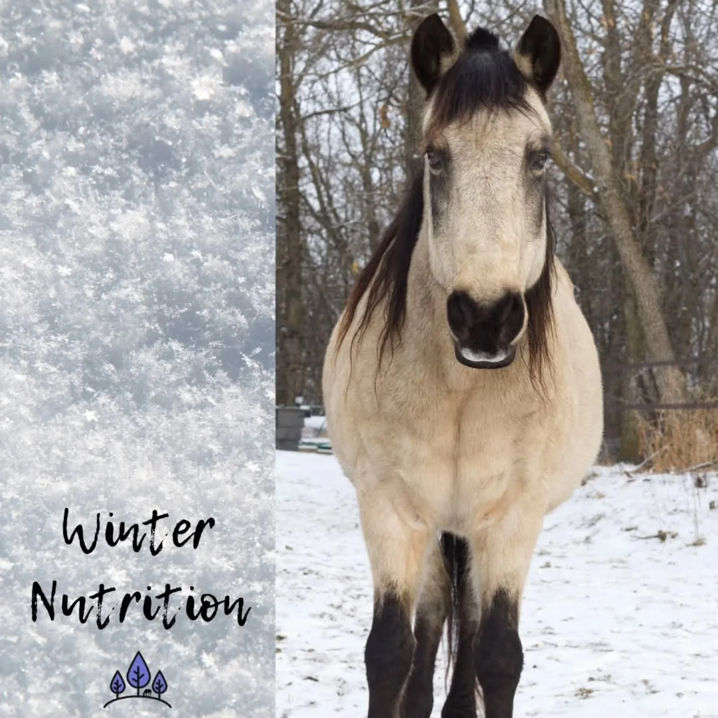 If you live where it's cold like we do, you're probably feeding hay! ❄️

For many horses, hay will not provide enough calories to maintain normal body condition in the winter. As soon as hay is cut and dried it begins to lose it's fatty acids and vit