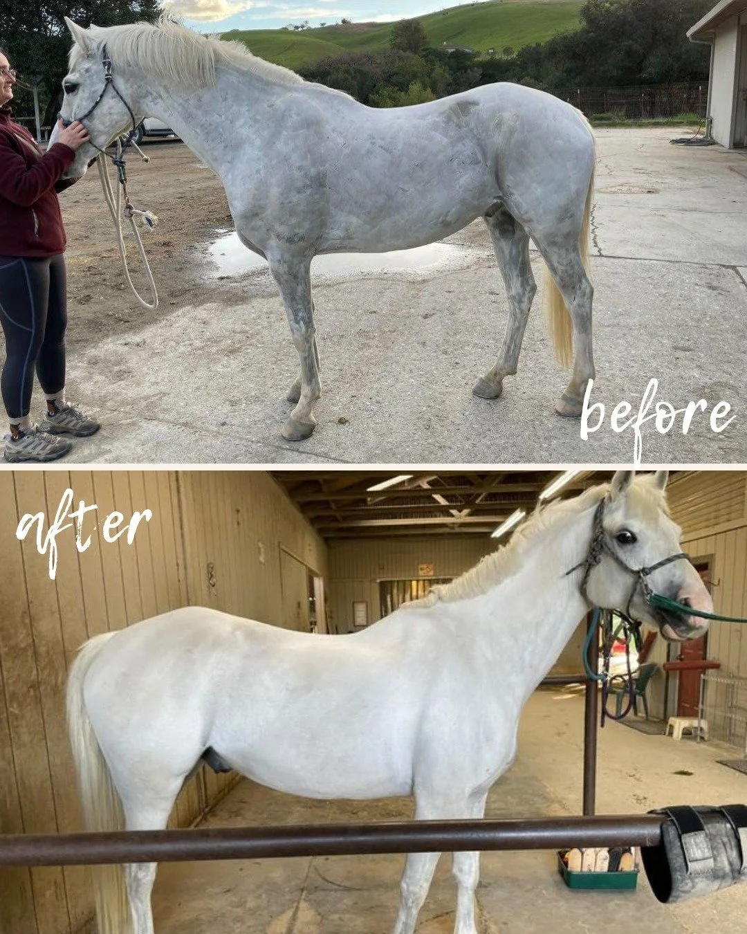 Do you have a before &amp; after comparison after starting your horse on our flax? We'd love to see! As a small business we really do enjoy chatting with our customers and getting to know them and their horses. Unfortunately I can't drive across the 