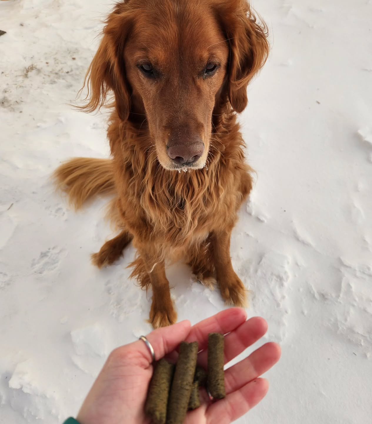 🐶 Murphy's here with his annual reminder that while HE and all of his friends think our H Pellets are scrumptious, some animals may not agree.... so please try a sample size first if you're not sure! 

I'm not saying this because samples are a money