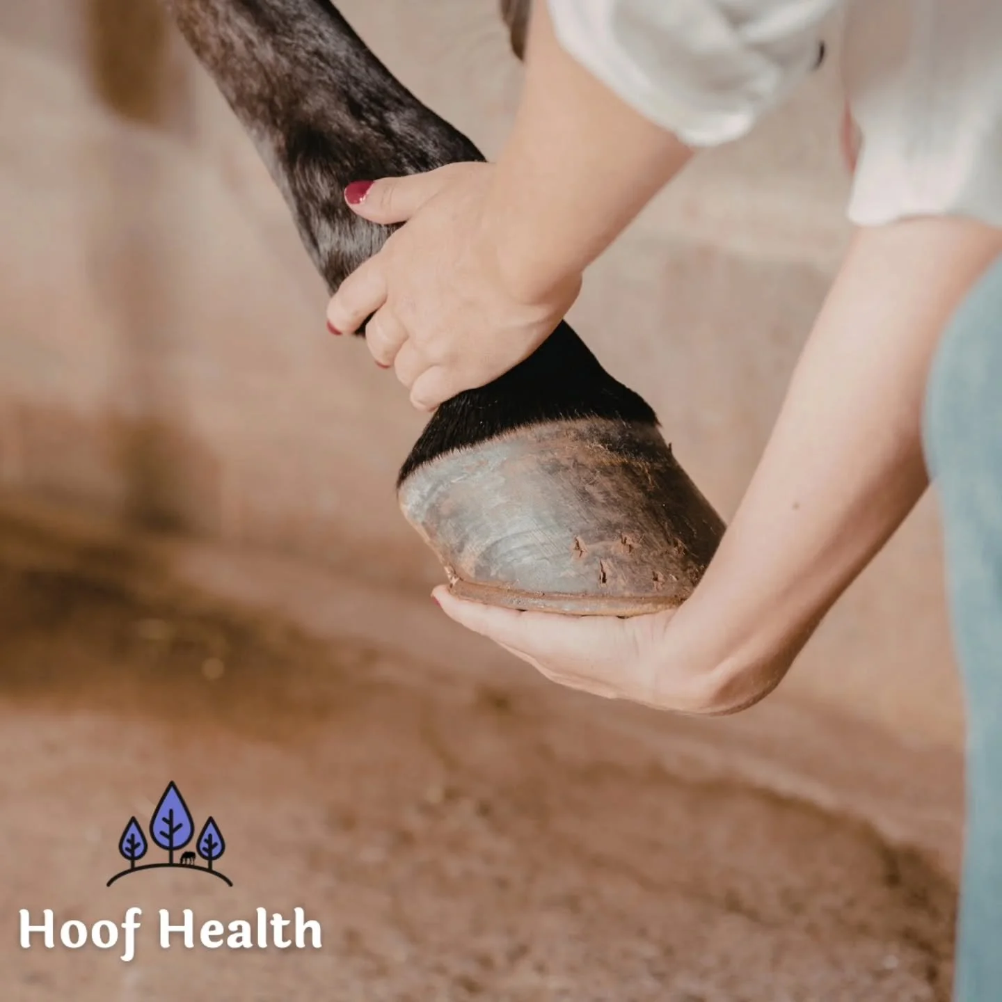 Let's talk HOOVES! ⬇️

We all know how important hoof health is to your horse's overall wellbeing. After all, they spend SO much of their life standing. 

Hooves can deteriorate for a number of reasons, but one way to help is by adding a fatty acid s