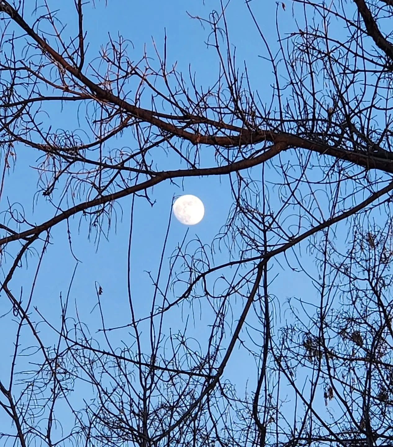 Made it through another week! Happy Friday everyone 😊 This morning was -18 again, which is getting a little old, but looks like we'll hit the 20s next week so can't complain! Hope you all have a great weekend. 

(Photo my oldest told me I *had* to t