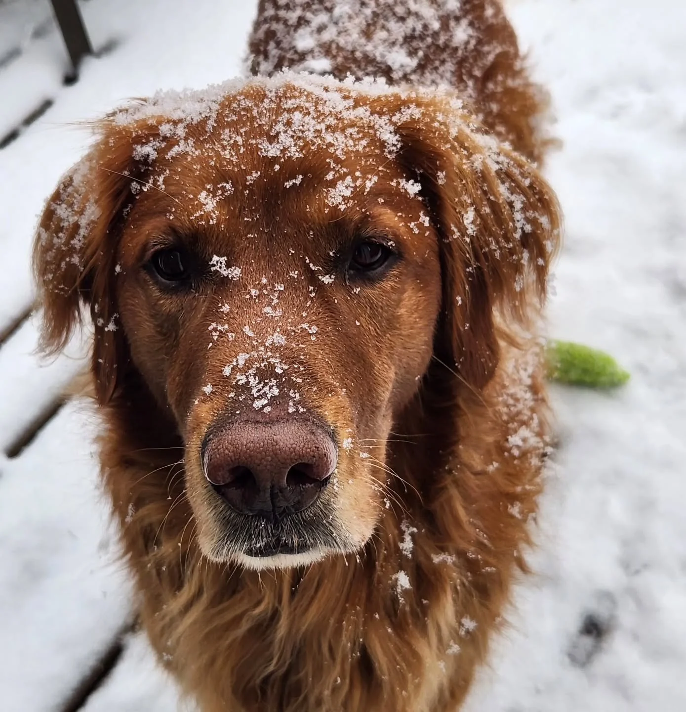 It's National ✨🐶 Golden Retriever 🐶✨ Day!! Do you have one too? We'd love to see!

Plus here's some info on feeding our flax to your dog, whatever breed they may be:

🌿 Healthy skin &amp; shiny coat
Rich in omega-3 fatty acids, flaxseed helps supp