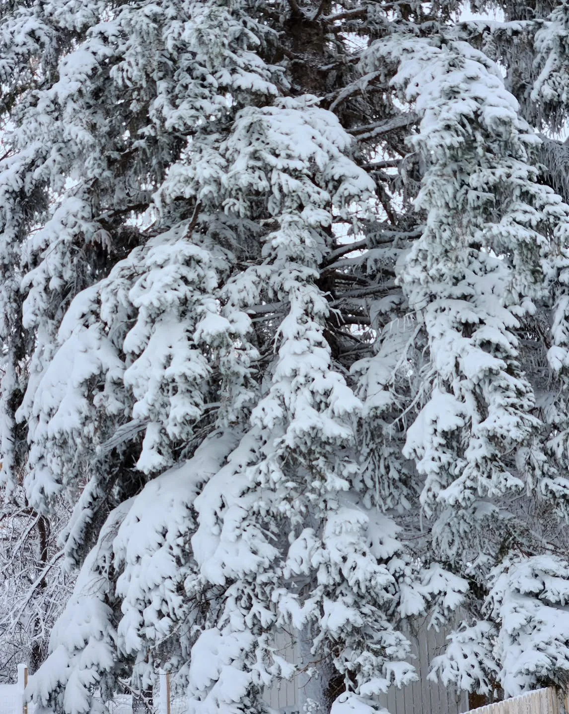 Well the forecast was right once again 😂🫠 I'm not sure on snow totals yet but Devils Lake was showing 10", and it's super wet and heavy. My son woke up so excited for no school, and said "mom, I can't even see your pickup!"

If your 