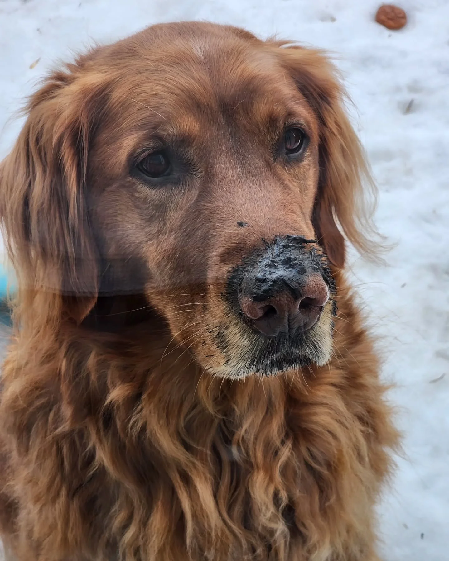 Monday is Monday-ing 🫠 but March 23 is National Puppy Day! Murphy was such a cute puppy 🥰  We'd love to see some other puppies (young or old) to brighten our day! 💜