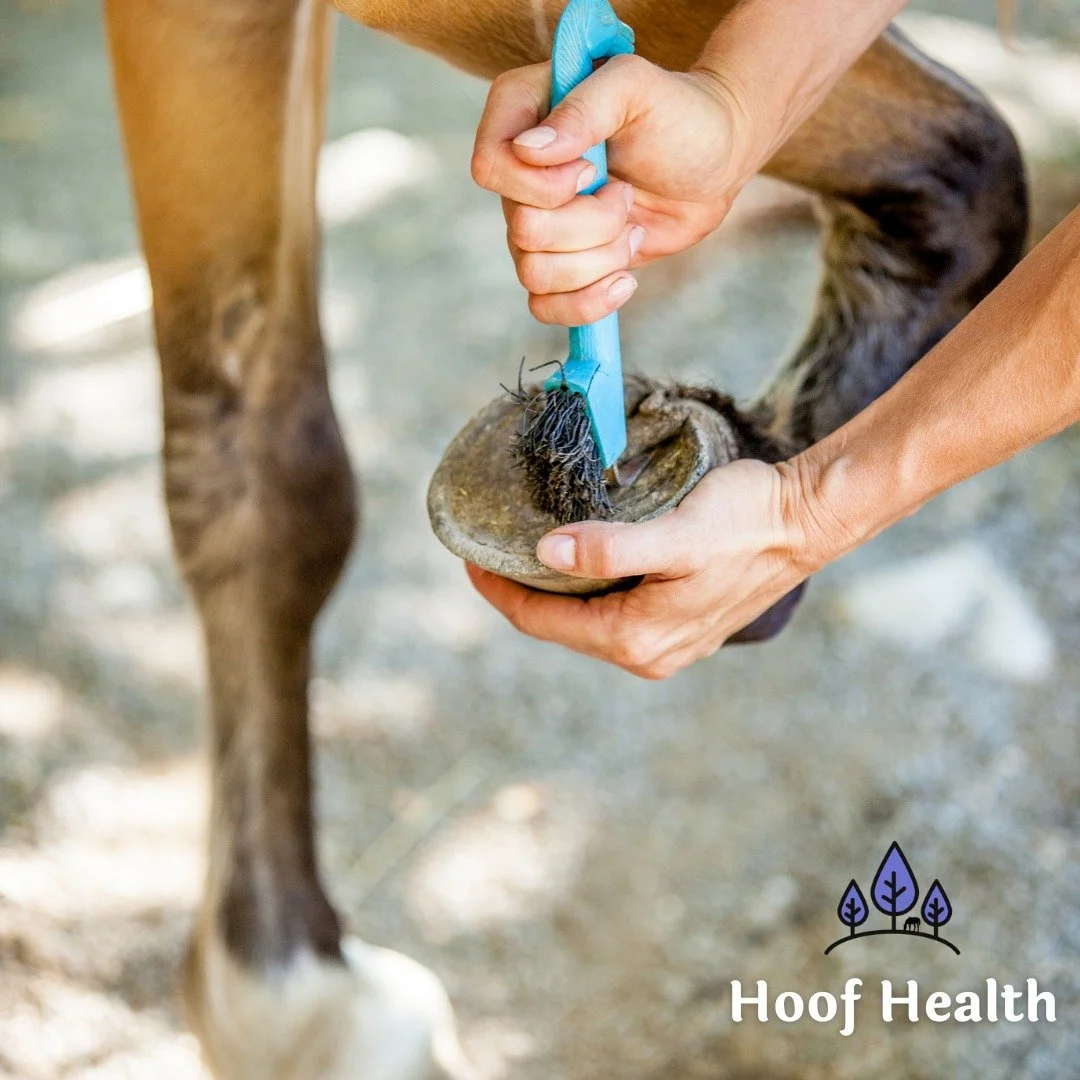Let's talk HOOVES! ⬇️

We all know how important hoof health is to your horse's overall wellbeing, no doubt about that.

Hooves can deteriorate for a number of reasons, but one way to help is by adding a fatty acid supplement to their diet. Fatty aci