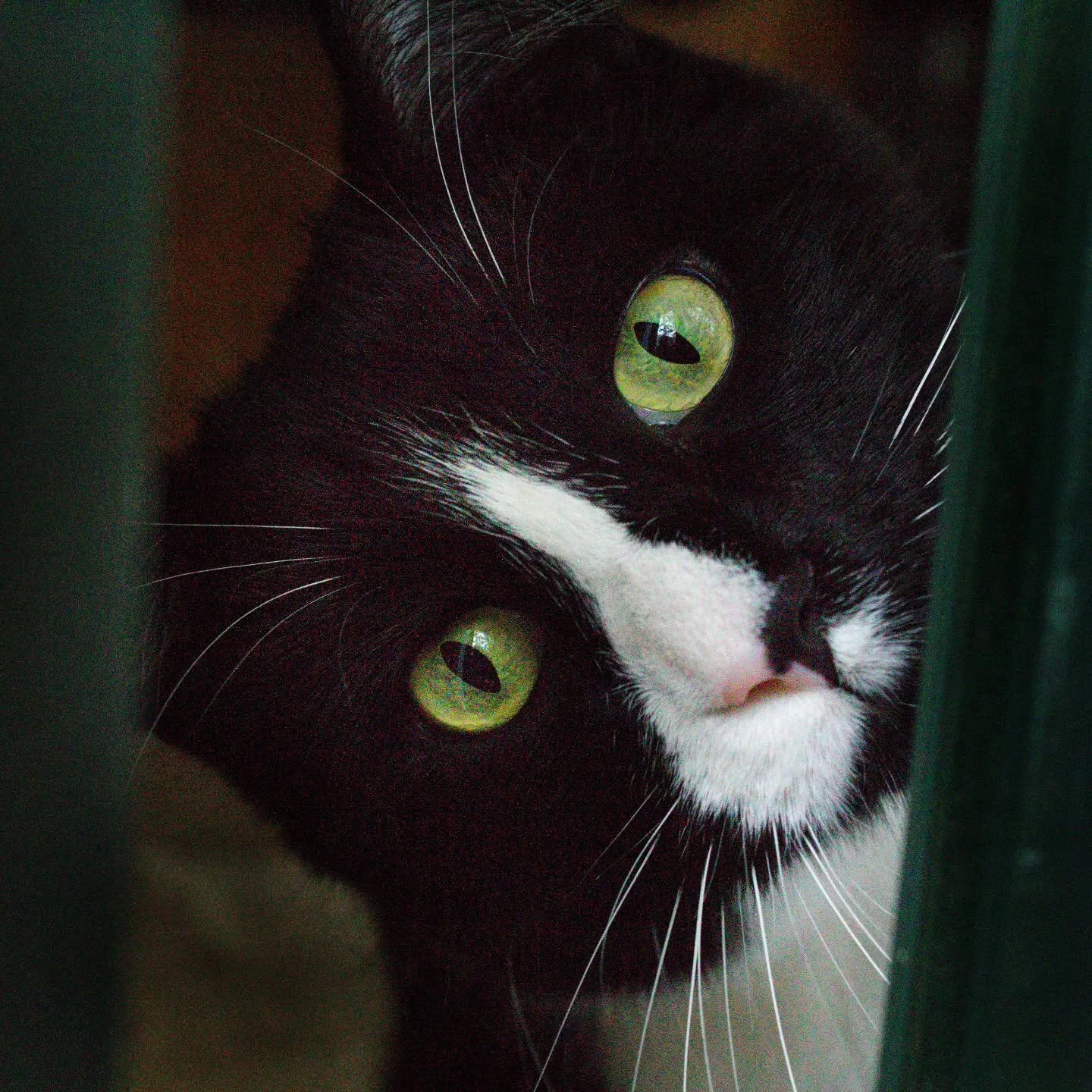 Hope you all had a great Easter weekend!
Mr Sheldon is not having a very good one 😅 He had to go to the vet ASAP this morning - he has a bad UTI and crystals too 🫠but luckily no blockage - so I have the joy of giving a cat pills for 2 weeks! But ho