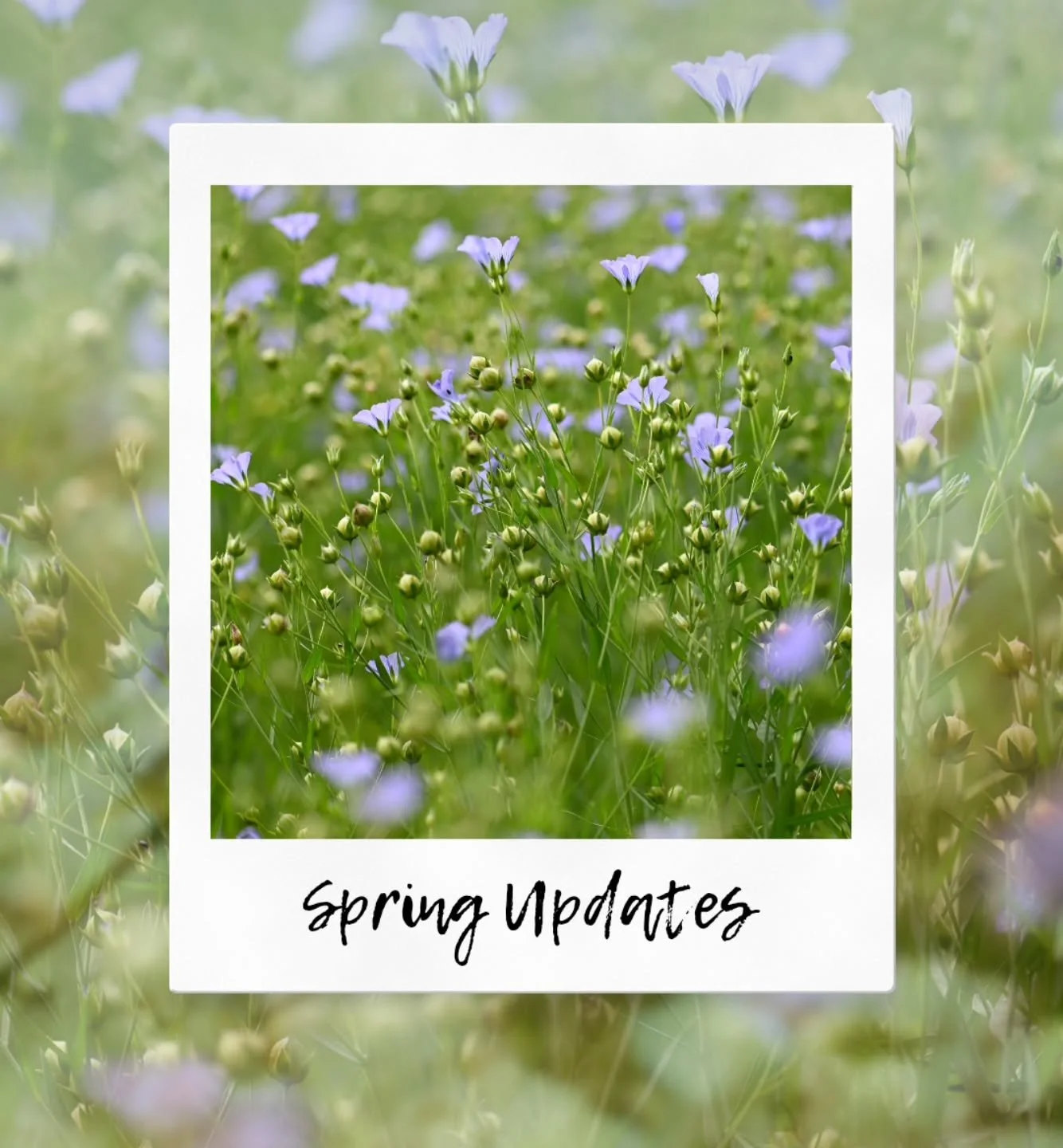 Happy Tuesday! 💜

A couple small updates for you all:

🌸 The new UPS situation seems to be going well! The drivers are getting the hang of their new routes and haven't missed us once.  One thing to note: sometimes they are getting back to the hub s