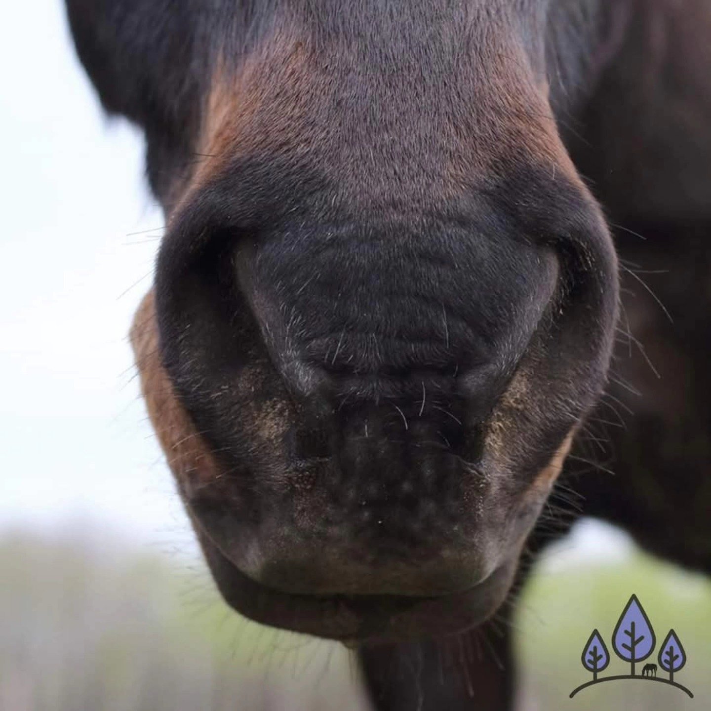 Does your horse have a lot of allergy issues come spring? (I do too 😅)

Allergies in horses can show up in so many ways&mdash;itchy skin, dull coats, even respiratory issues. 

A well-balanced diet plays a huge role in how a horse responds to enviro