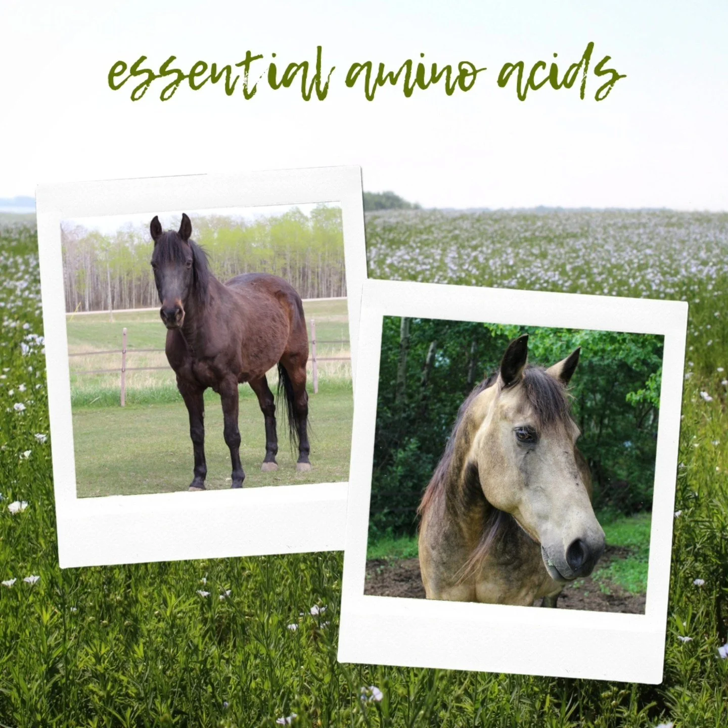 We talk about essential fatty acids all the time, but did you know there are also essential amino acids? 🤓

Horses of all ages (and workloads) need sufficient amino acids in their diet to support protein synthesis in all cells. There are 21 amino ac