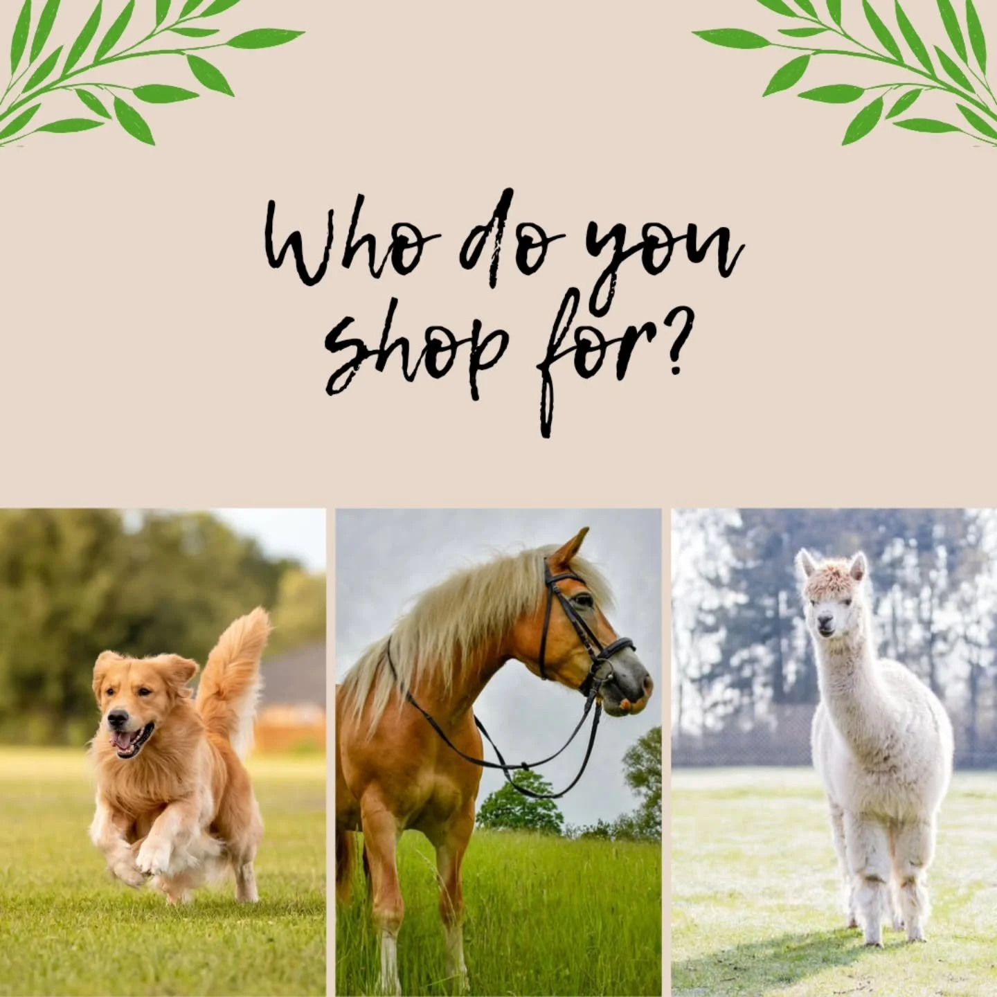 When we opened our doors I sort of assumed we'd have only horse owners shopping - boy was I wrong! We have people shopping for all kinds of animals. 🐕🐈&zwj;⬛🐎🐖🐄🐑🦙

Who are you buying our flax for? We'd love to know!