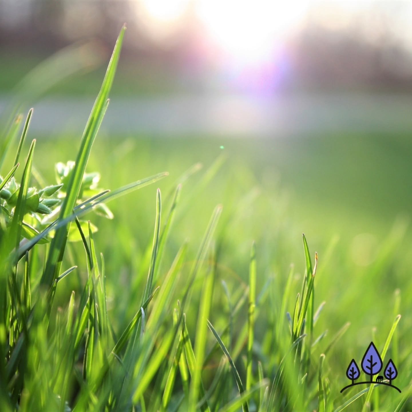 We're headed into our "slower" season! June is typically our slowest month for orders... Why? 
Well, one of the main reasons is most of us now have *grass* back after a long winter! 🌱 

If your horse is able to be grazing for most of their
