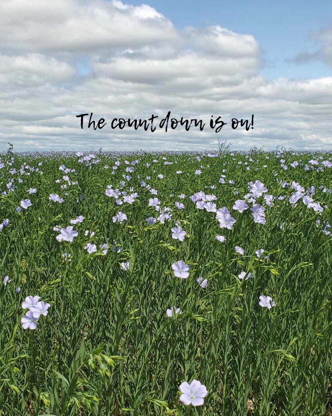 With days in the mid to high 80s here in ND, it sure feels like summer! That means it won't be long until fields are planted and we get to enjoy this beautiful sight once again! 

Usually July is when we see the most blossoms. 

Fun Fact: The blooms 