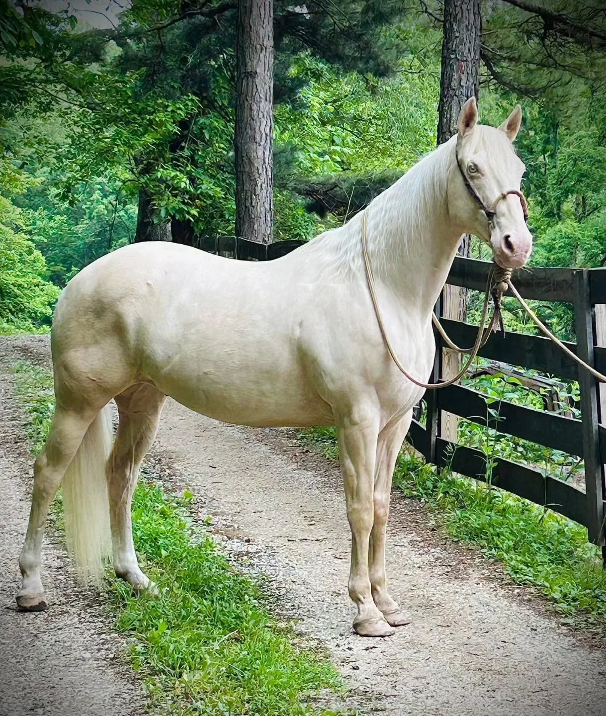 Our friend Vania is taking on the Appalachian Trainer Face Off again this year! We sponsored her last year too 🥰 This is Alfredo and he's been on our flax since September, and she's also working with a beautiful TB named Cosmos! Alfredo you're looki