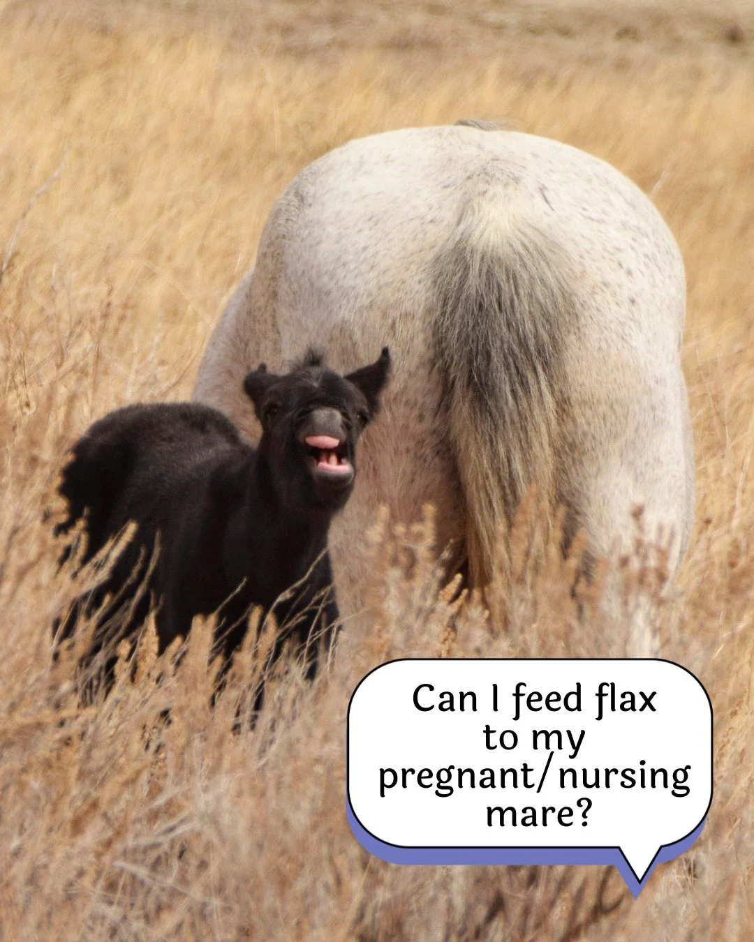A commonly asked question, especially in the spring, is "Can I use flax for my pregnant/nursing/broodmares?" 🧐

Flax is useful for many mares in these categories! Flax has been fed safely to pregnant and lactating mares for many years and 