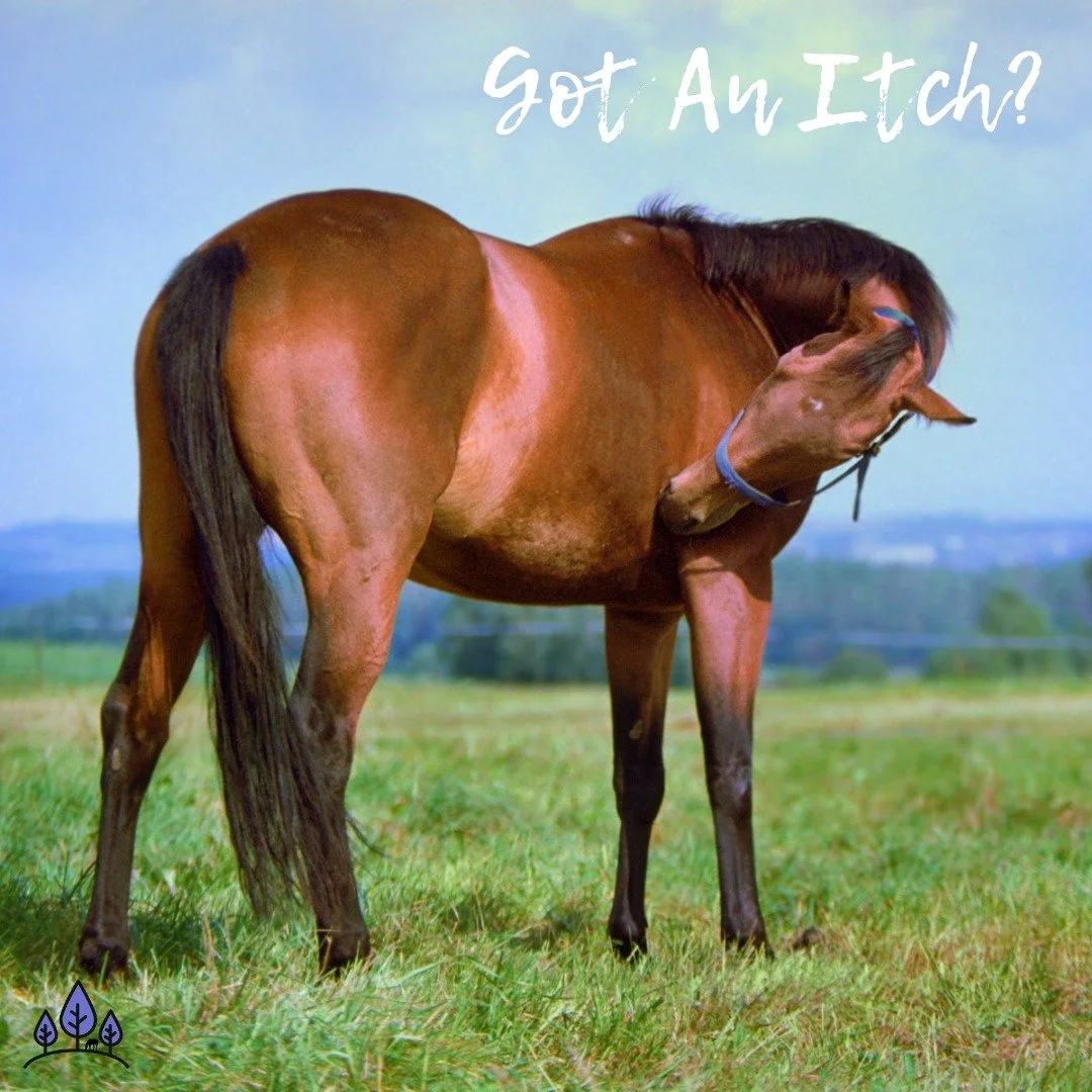 'Tis the season for insect bite hypersensitivity, atopic dermatitis &amp; other reason to be itchy! And, feeding flax might help! 🤓

In an article for the World Association of Veterinary Dermatology, many studies were looked into for all these itchy