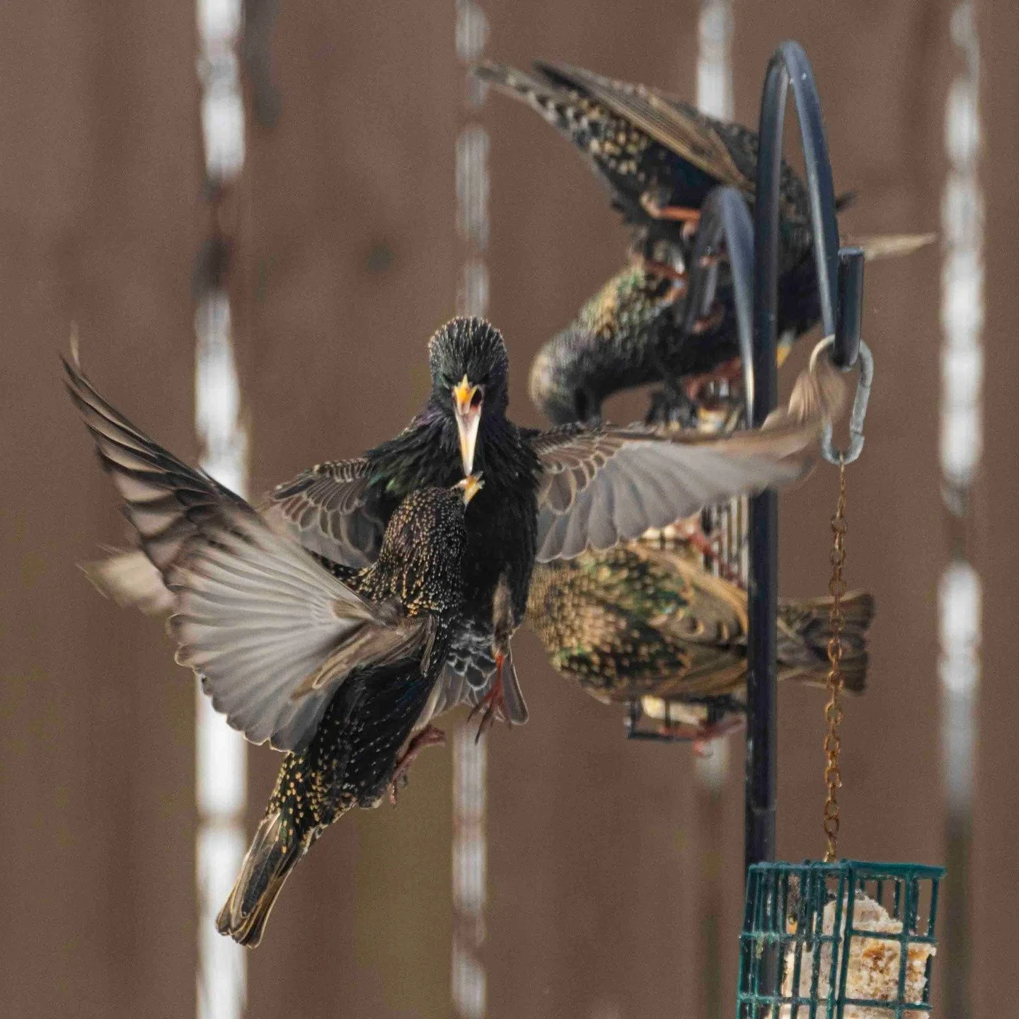 "he's a sports photographer who moonlights as a backyard wildlife photographer."

Heard some loud chirping and was lucky to see a whole flock fighting over the feeders. Spring is fighting through the latest cold weather.