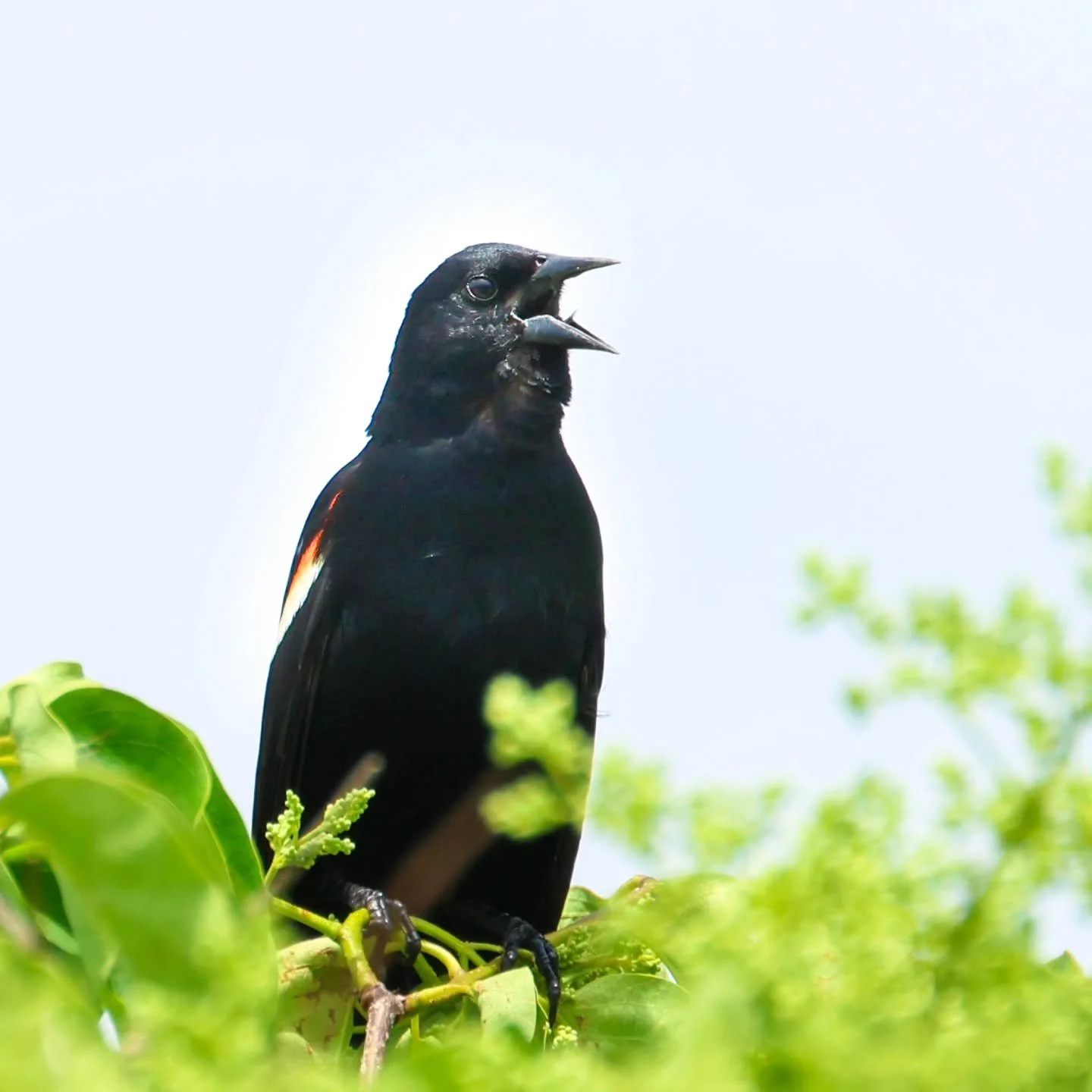 When I have more off time I'm going to figure out a new home for my bird photos. In the meantime, enjoy this guy singing (screaming) his heart out.