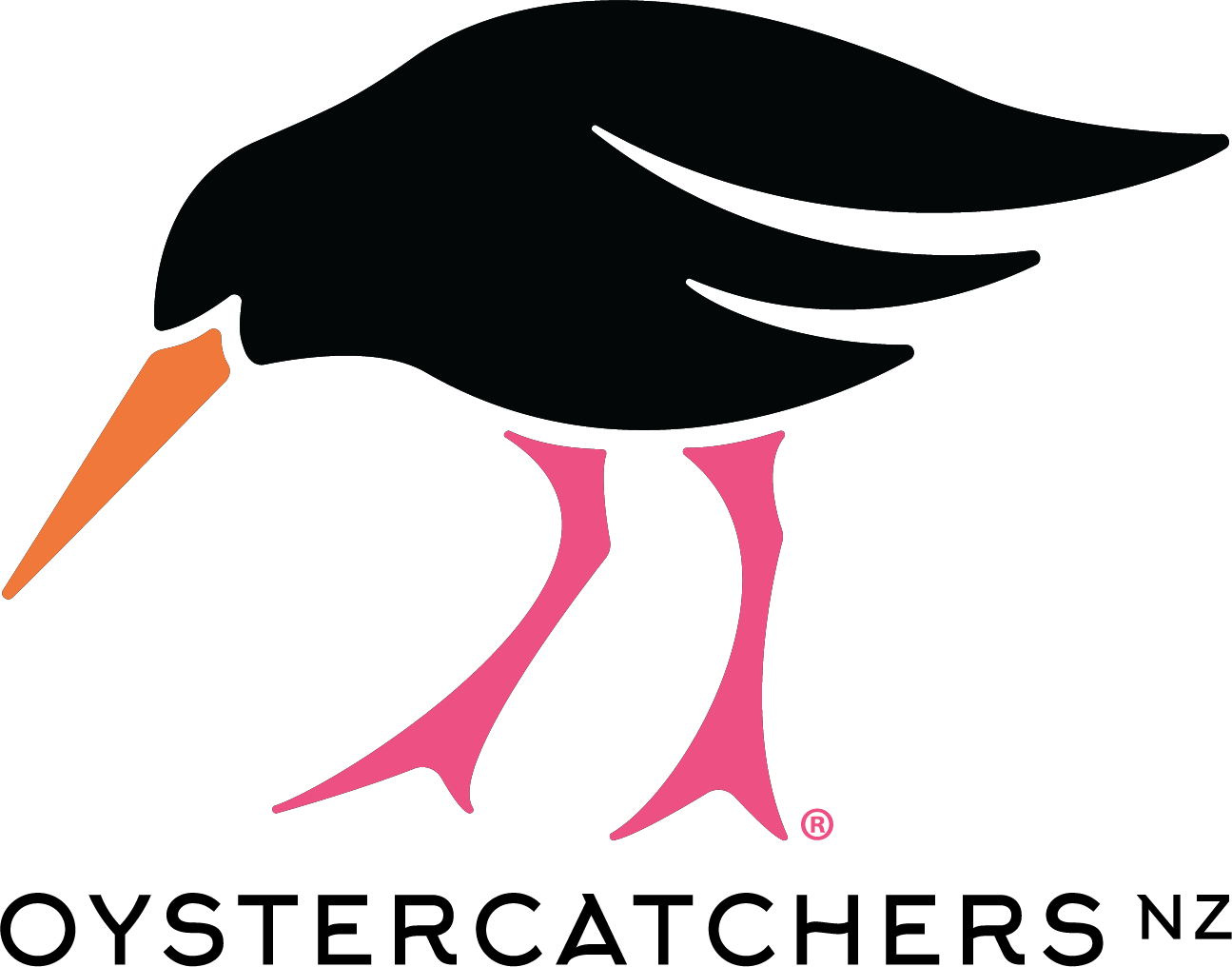 Oystercatchers NZ