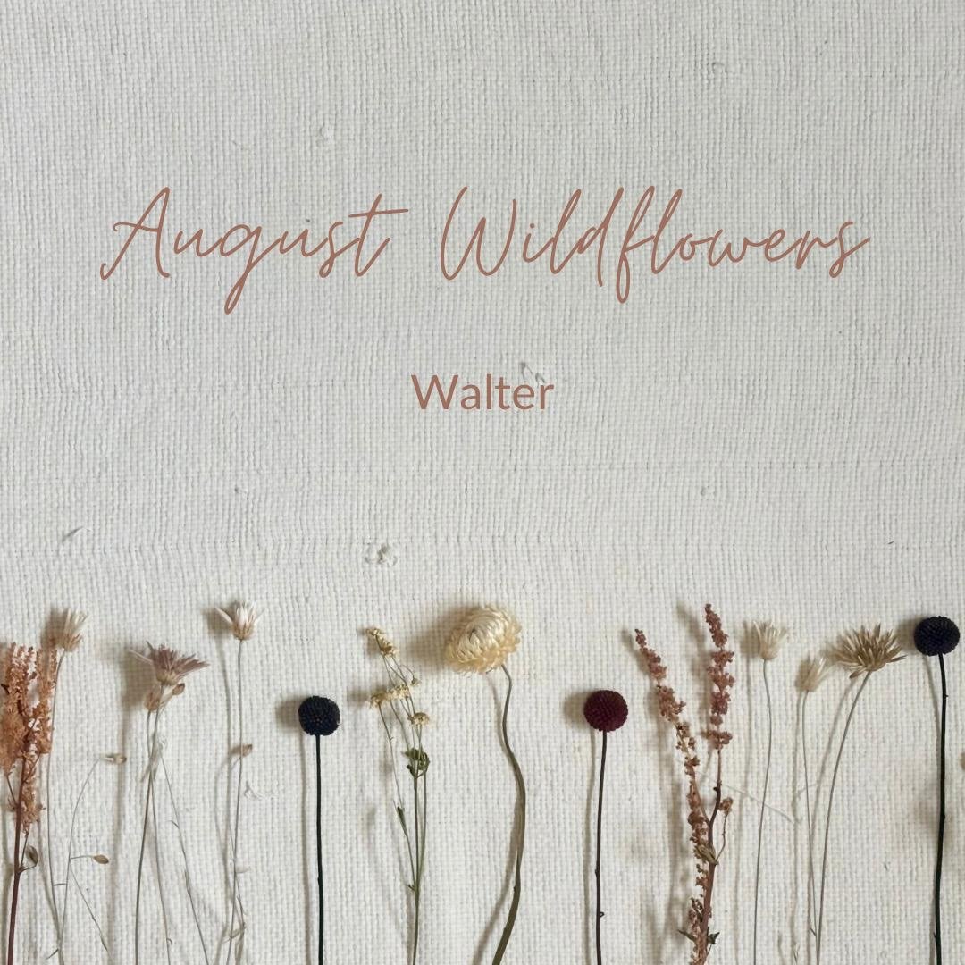 August was for Walter💛🌼 
Another sweet little wildflower of Summer 2025.