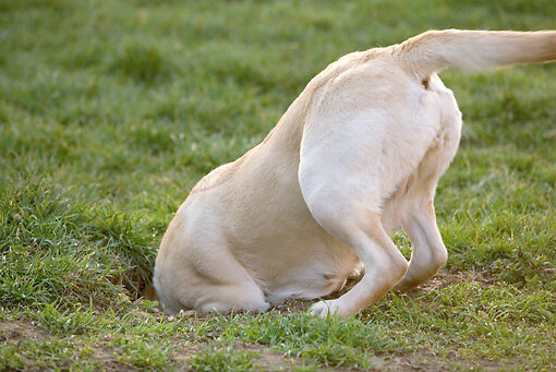 Dog Digging a hole.jpg