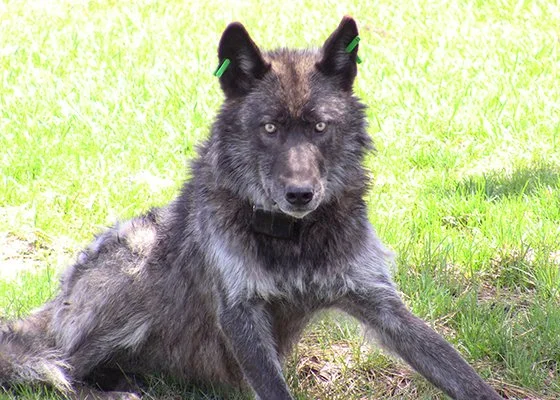 Photo of a male wolf, tagged and fitted with a radio collar