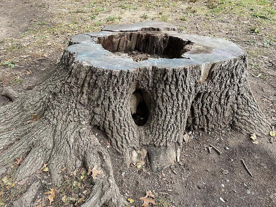 Photo of a tree stump in Prospect Park, New York City