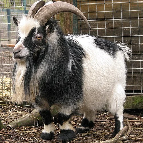 Photo of a male, pygmy goat with black-and-white fur
