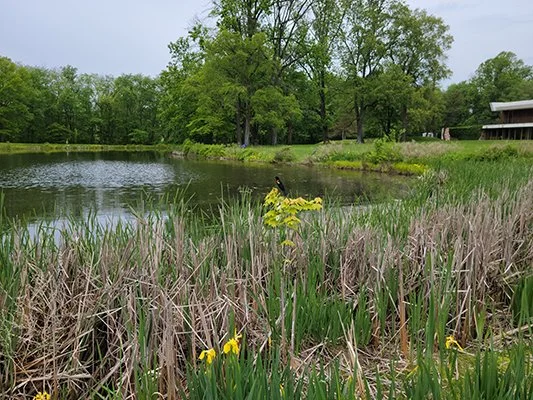 Photo of a pond surrounded by reeds and other greenery