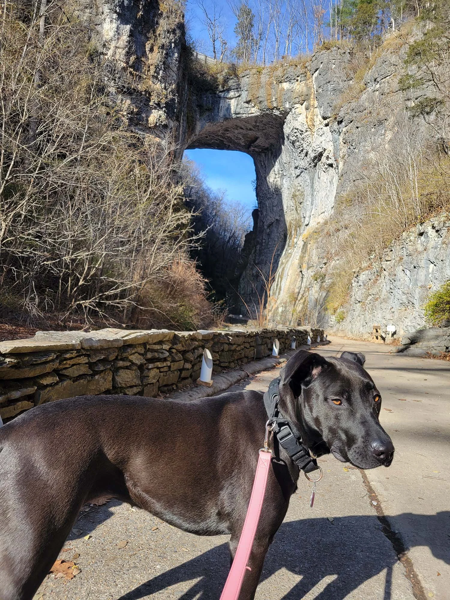 Photo of a black dog in front of a natural stone arch
