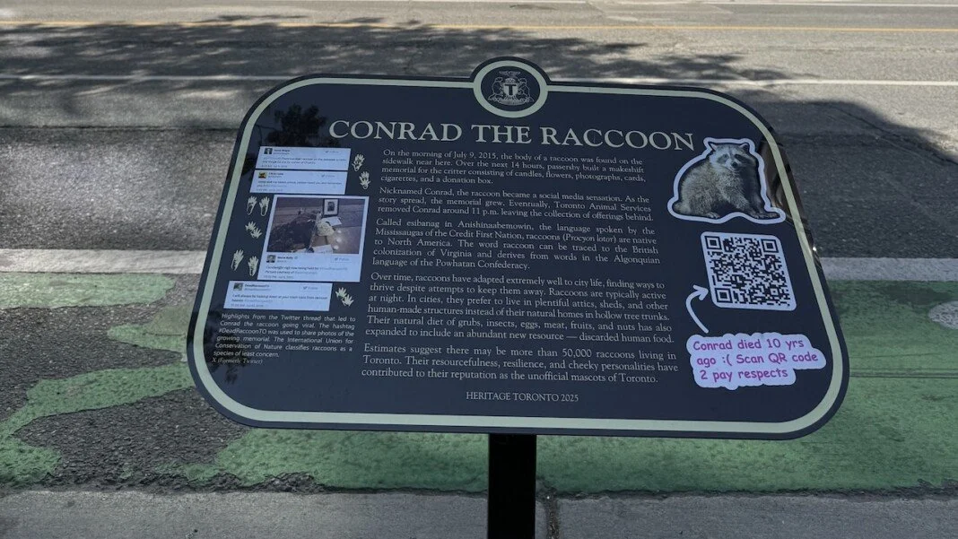 Heritage Toronto plaque containing the story of Conrad, the raccoon, photos, and a QR code for people to pay their respects