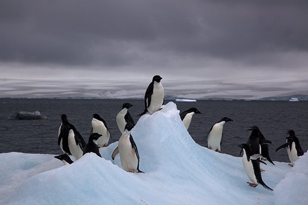 Photo of 13 penguins on an iceberg