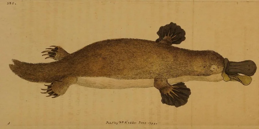 Drawing of a platypus