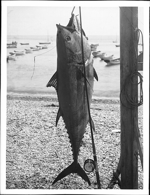 B&W photo of a large fish hanging from a hook, a rod and reel leaning against it; fishing boats are in the background