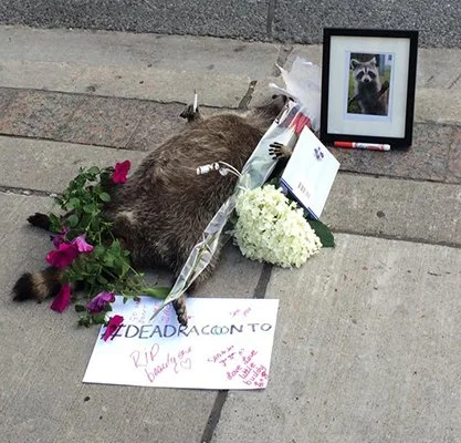 Photo of dead raccoon on a sidewalk with flowers, notes of condolence, and a photo arrayed about the corpse