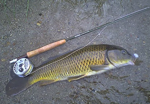 Photo of a dead carp, lying on the ground with a hook in its mouth, next to a rod and reel
