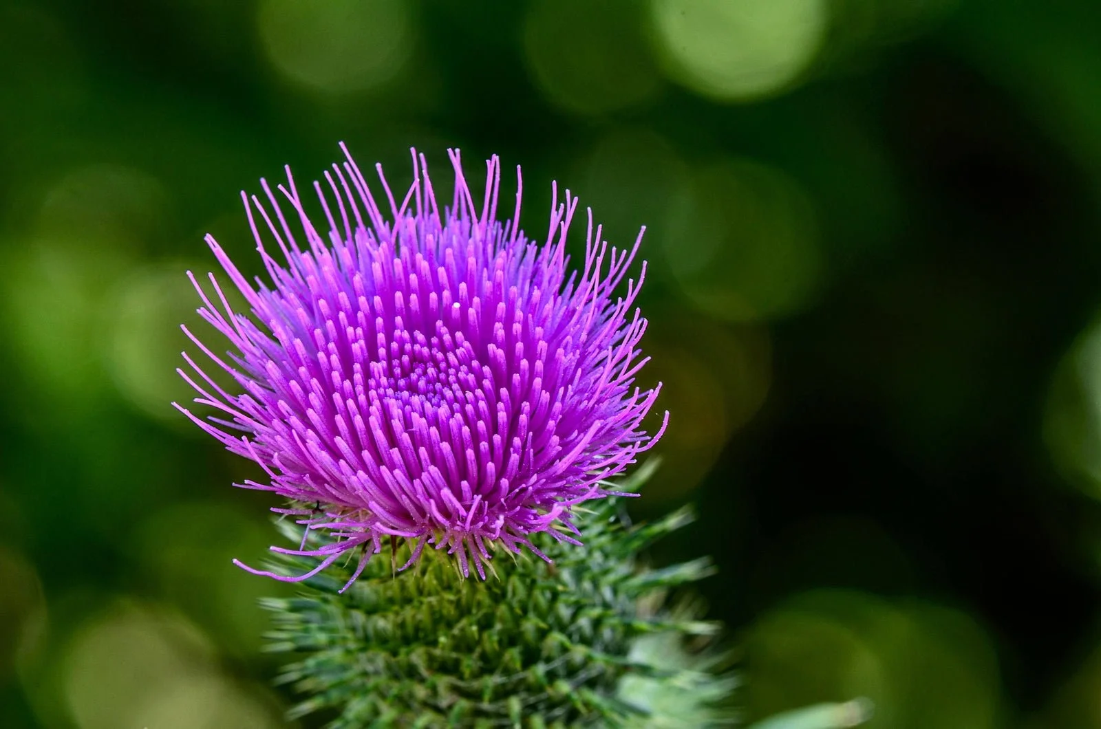 Milk Thistle