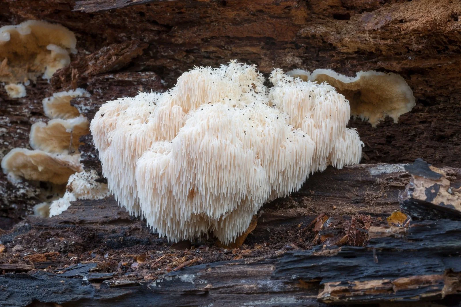 Medicinal Mushrooms provide research-backed immune support