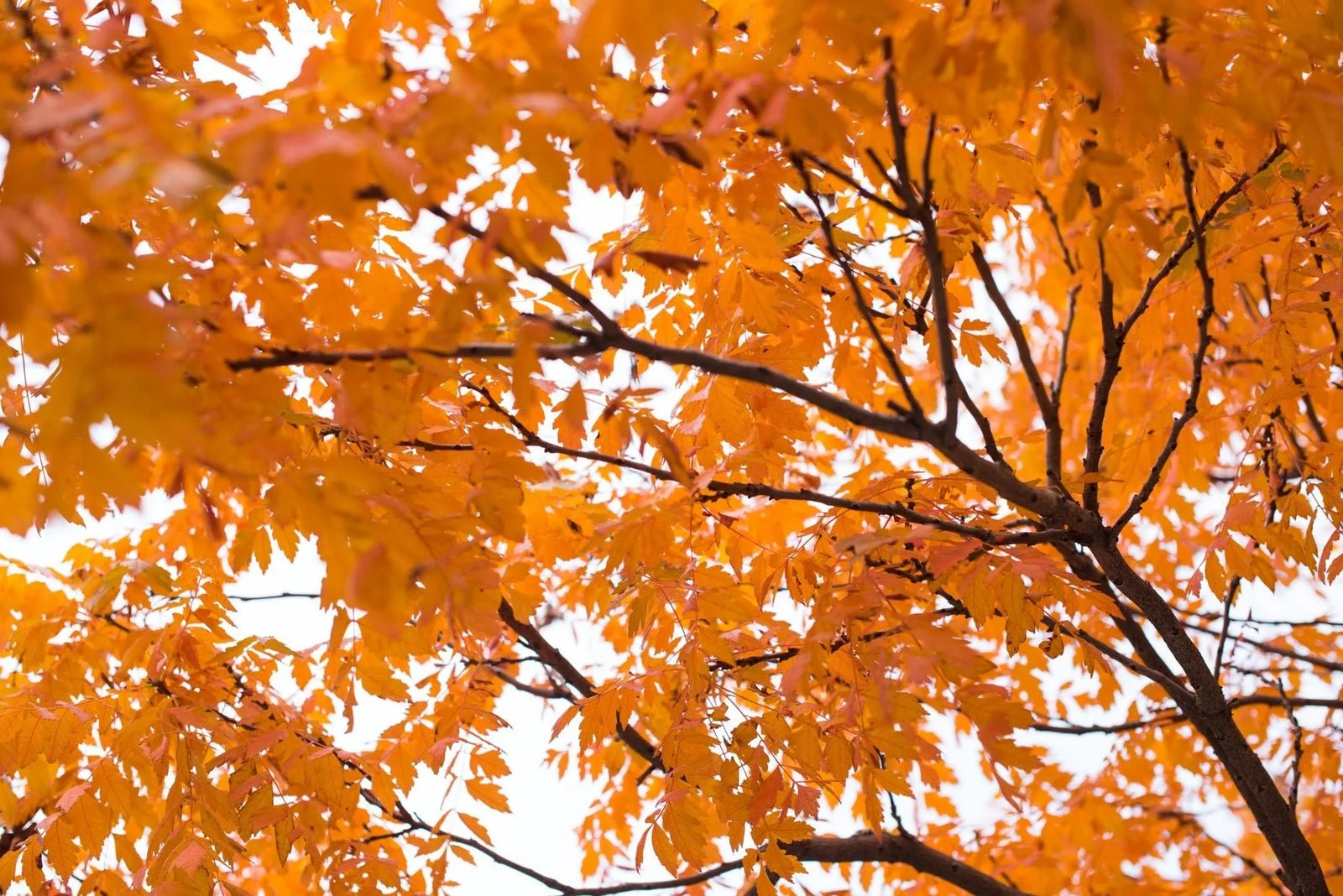Living Seasonally with Ayurvedic Medicine
