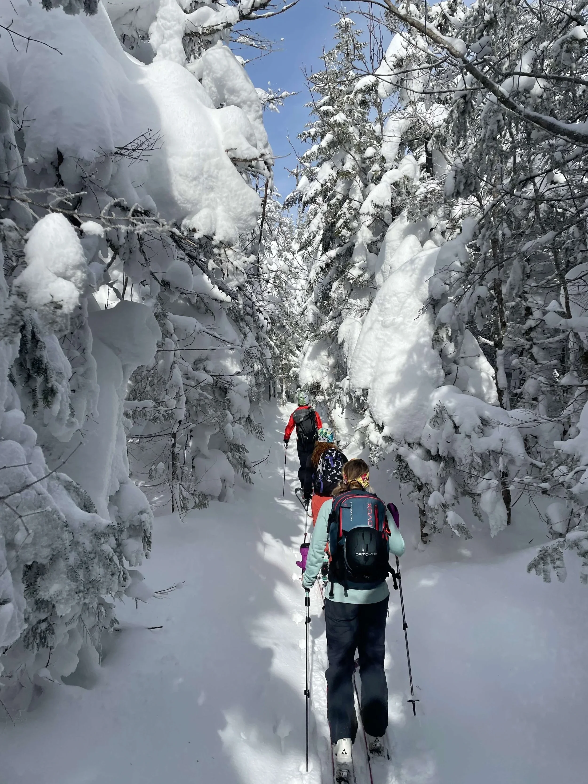 A group of people snow shoeing through a trial surrounded by snowy trees