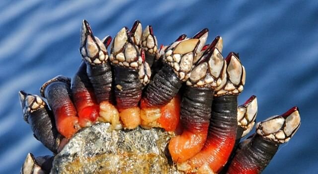 These are percebes, or goose barnacles, a rare delicacy and a staple of Galician cuisine. They may look strange, but they taste amazing. Ask a local for directions on where to start. Pro tip: Albari&ntilde;o suits them, and any other seafood, like a 