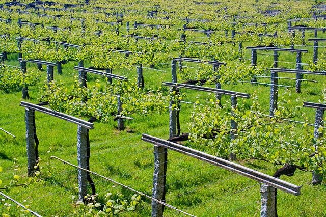 Crecen los botes de primavera imparables, cosecha y a&ntilde;ada por venir.
.
Spring&rsquo;s shoots keep growing unstoppable, harvest and vintage on the way.
.
.
#vionta #albari&ntilde;o #riasbaixas #vi&ntilde;a #vineyard