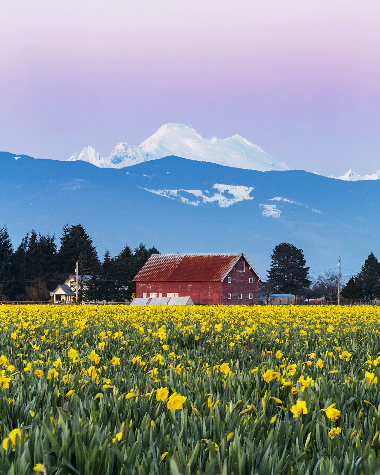 2020_03_Daffodils_056_FocStak.jpg
