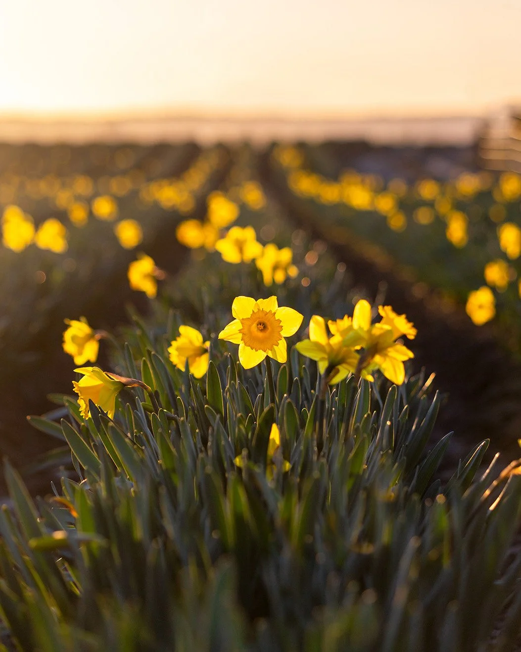 2020_03_Daffodils_006_crop.jpg