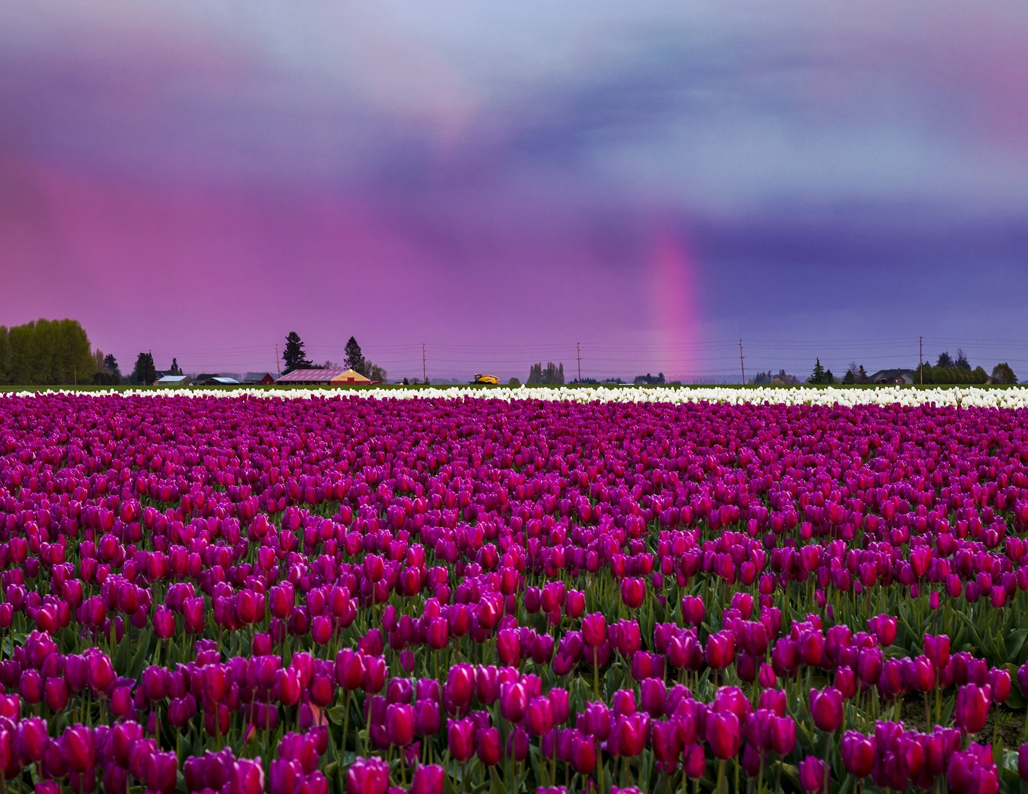 2022_04_Tulips_405-April.jpg