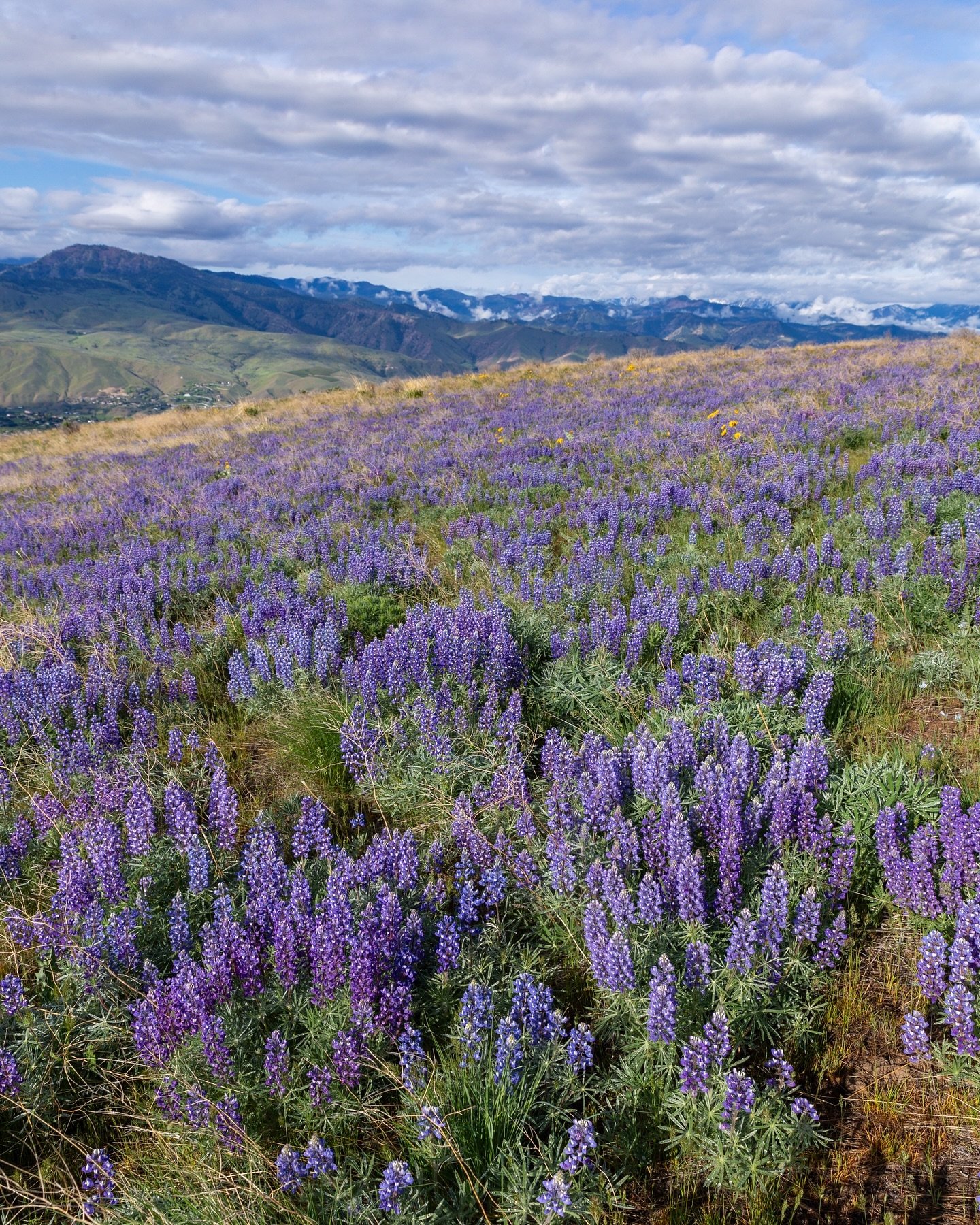 Day 2062: It&rsquo;s not quite the endless fields of lupine you find in some places (like Iceland or New Zealand), but somehow we&rsquo;ve once again come around to the start of bluish-purple flower season in the Cascades. Even though this photo is f