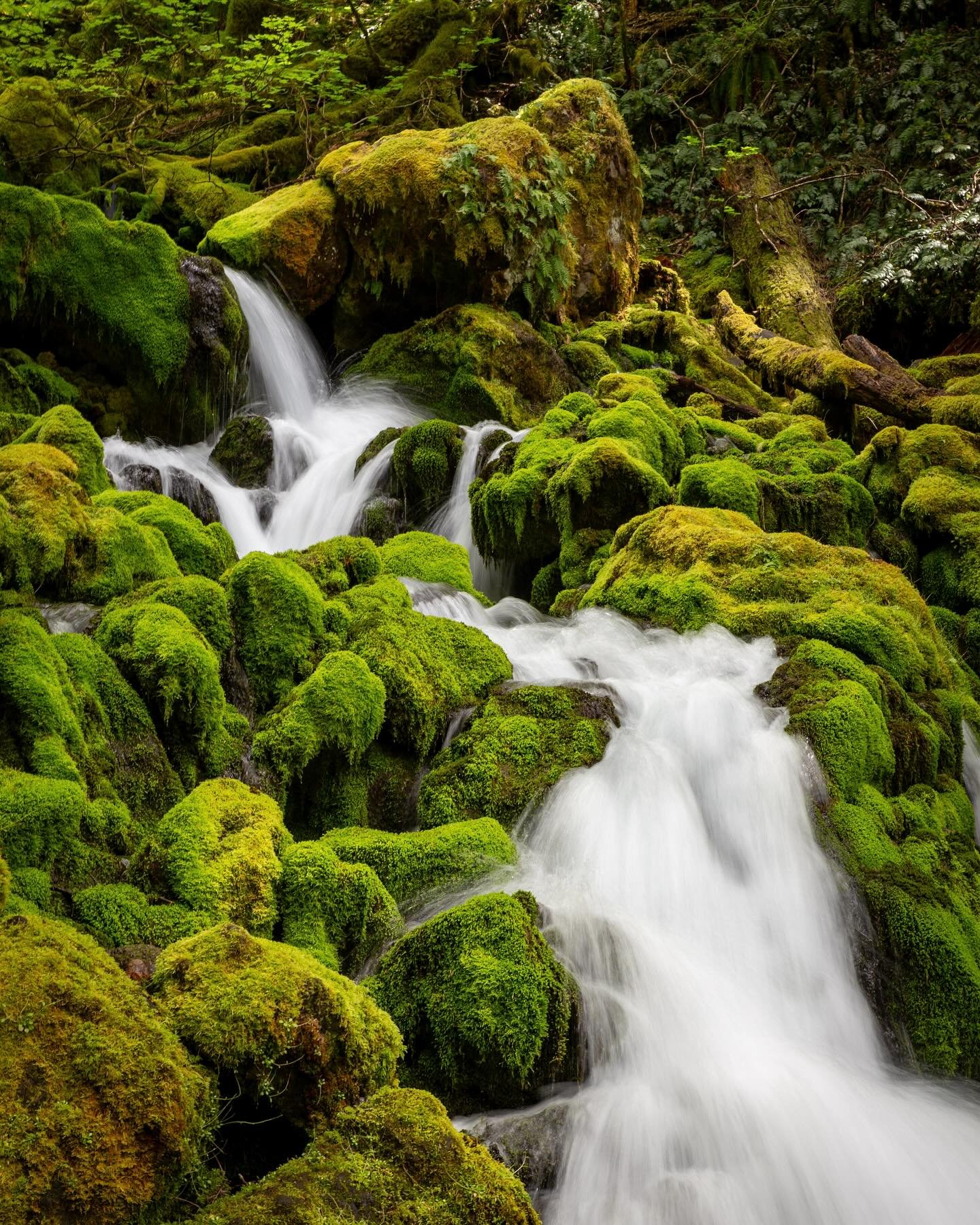 Day 2211: Washington is known as the evergreen state, but both parts of that statement are a touch misleading. For one if you average a satellite image of the state, only about half the state is green. The section west of the Cascade crest and far no