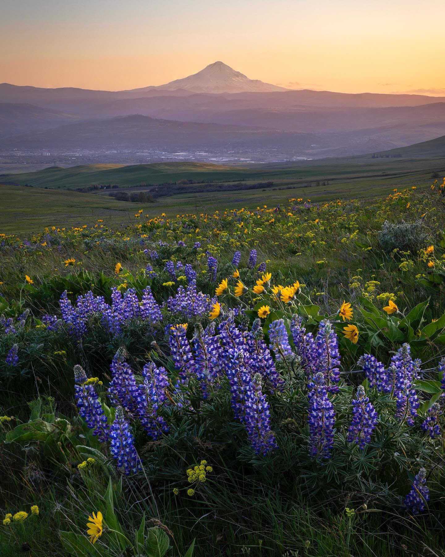 Day 2215: I&rsquo;ve been meaning to come down to the Gorge in the spring for a couple of years to catch the early blooms. I&rsquo;d explored the lupine and balsamroot near Wenatchee and up in the Okanogan, but it has always been a bit challenging to
